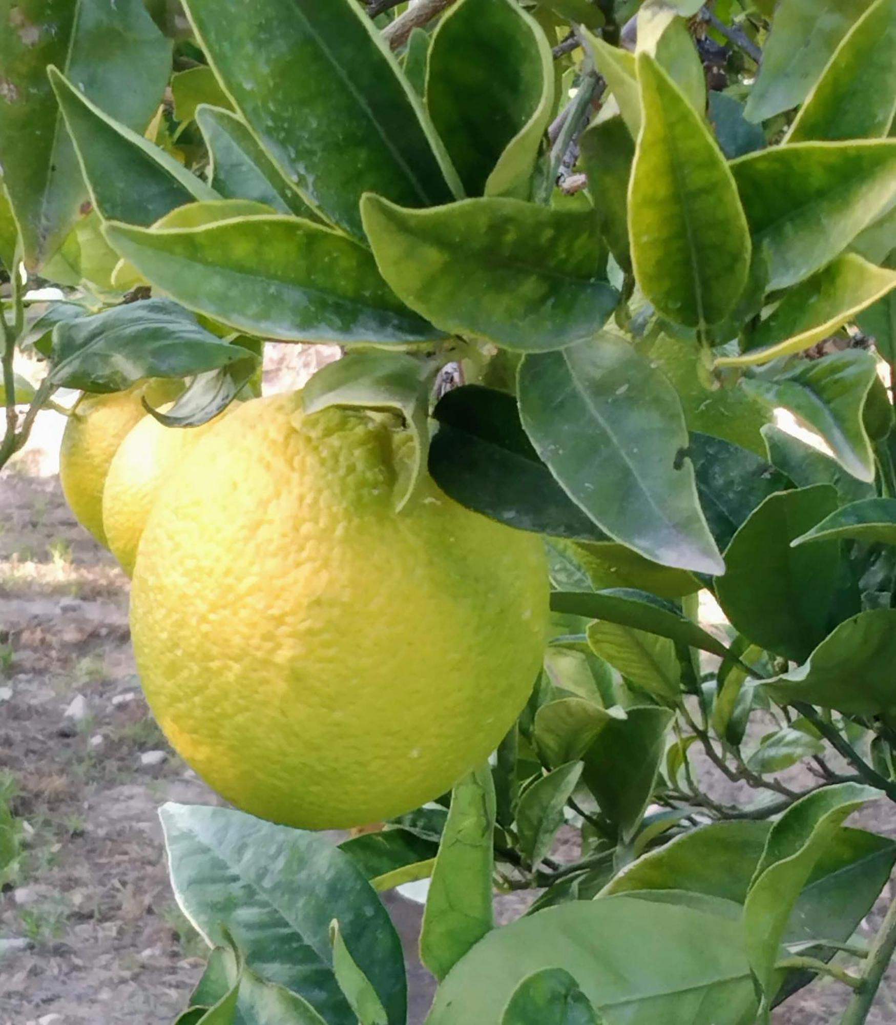 B&B La Granadilla Conchar Luaran gambar