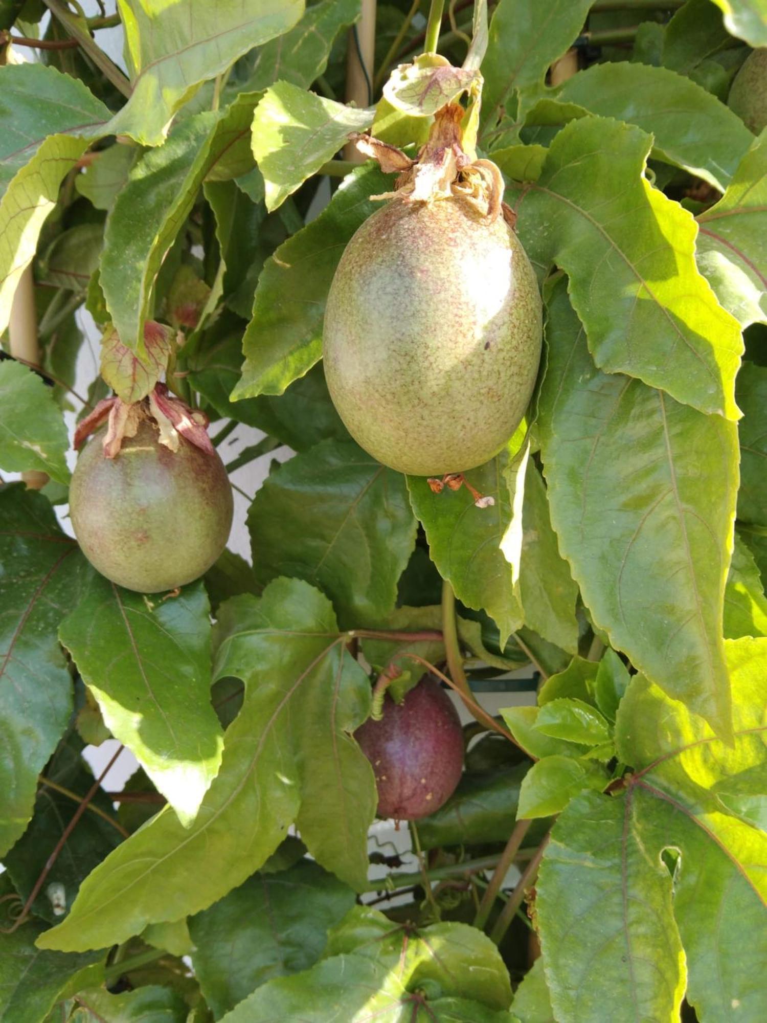 B&B La Granadilla Conchar Luaran gambar