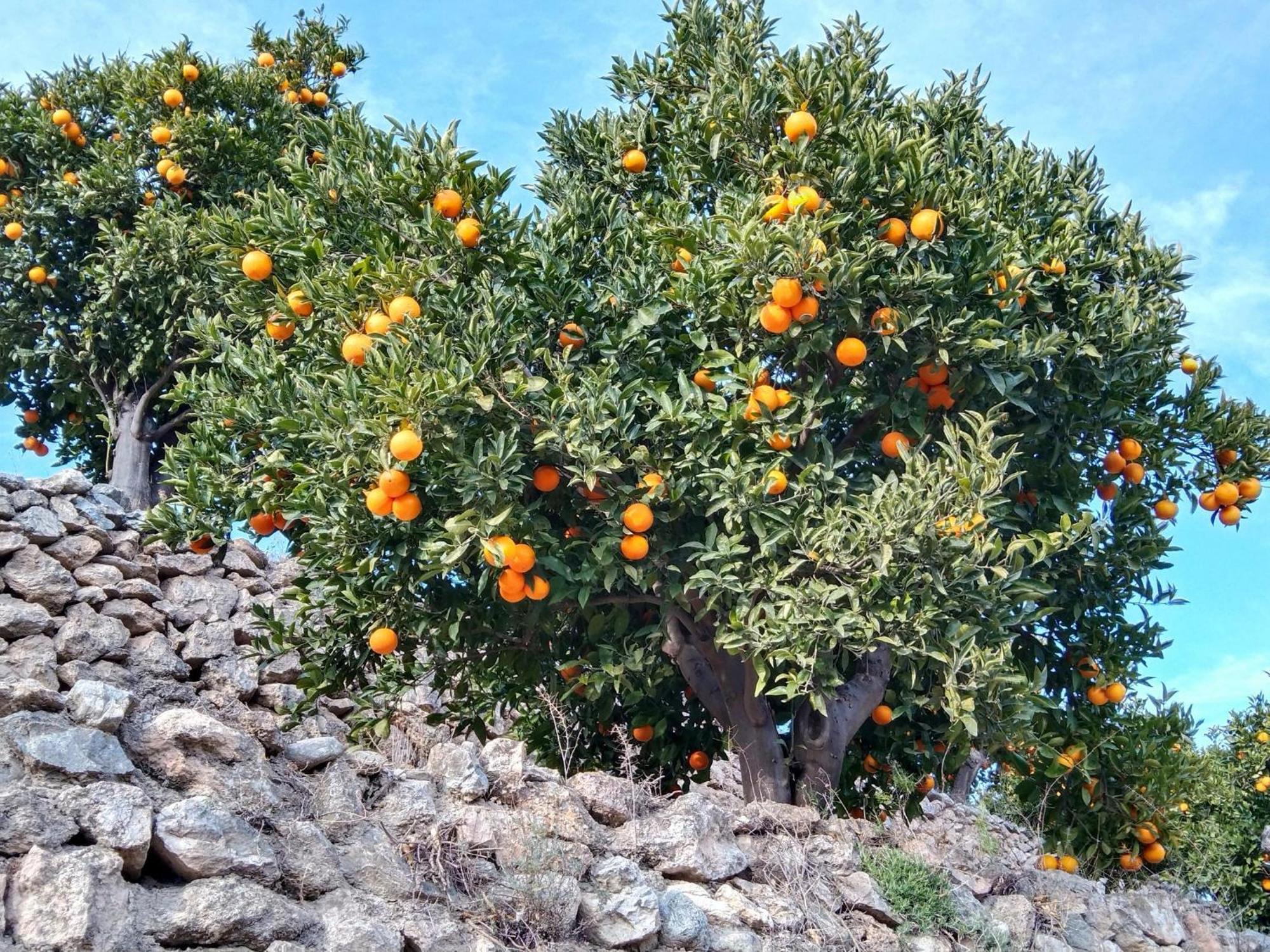 B&B La Granadilla Conchar Luaran gambar